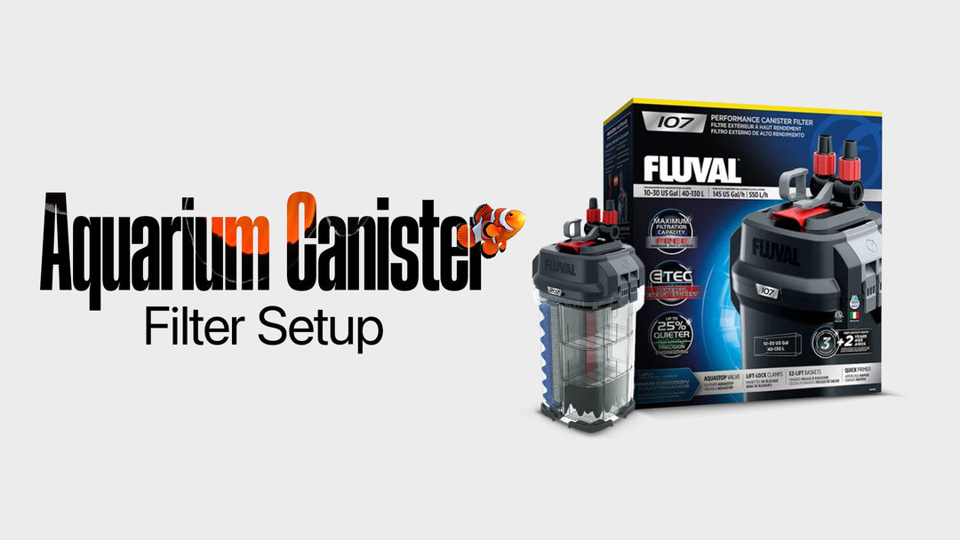 How do you set up a canister filter for an aquarium