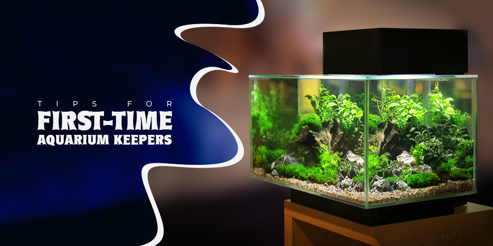 What Are Some Good Tips For First-Time Aquarium Keepers?