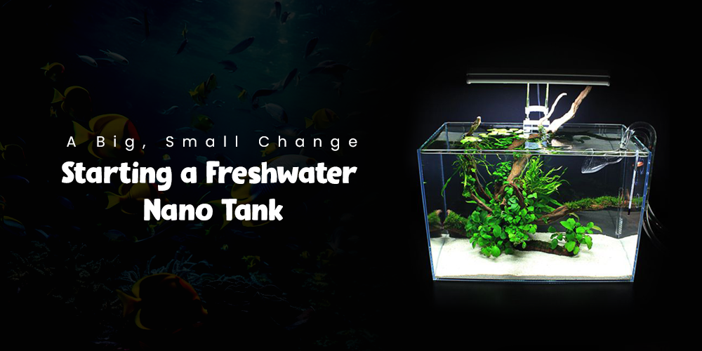 A Big, Small Change: Starting a Freshwater Nano Tank