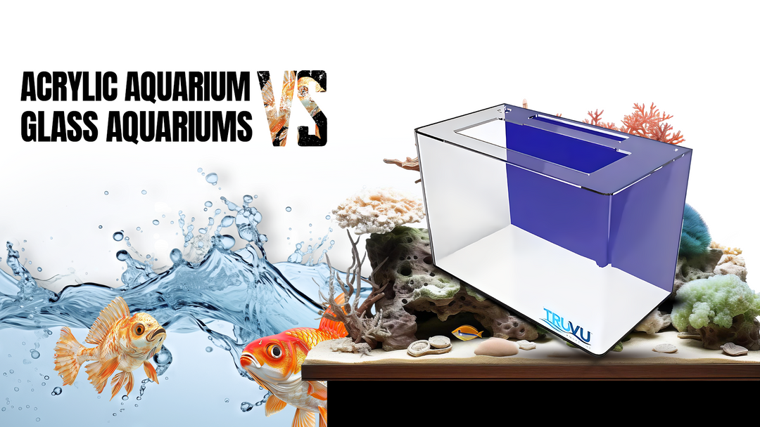 Acrylic Aquarium vs. Glass Aquariums: A Comprehensive Comparison
