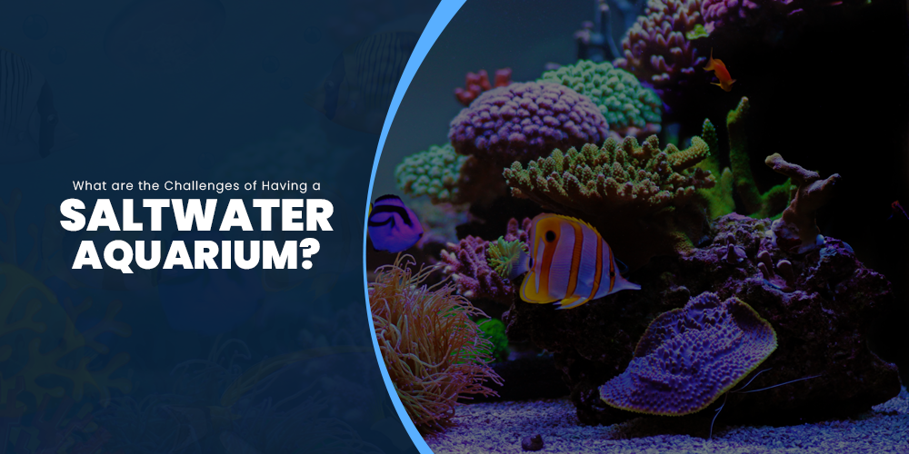 What are the challenges of having a saltwater aquarium