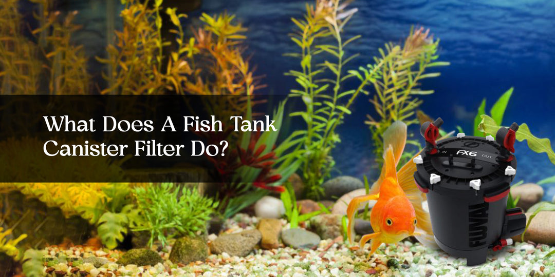 How does a canister filter on a fish tank work?