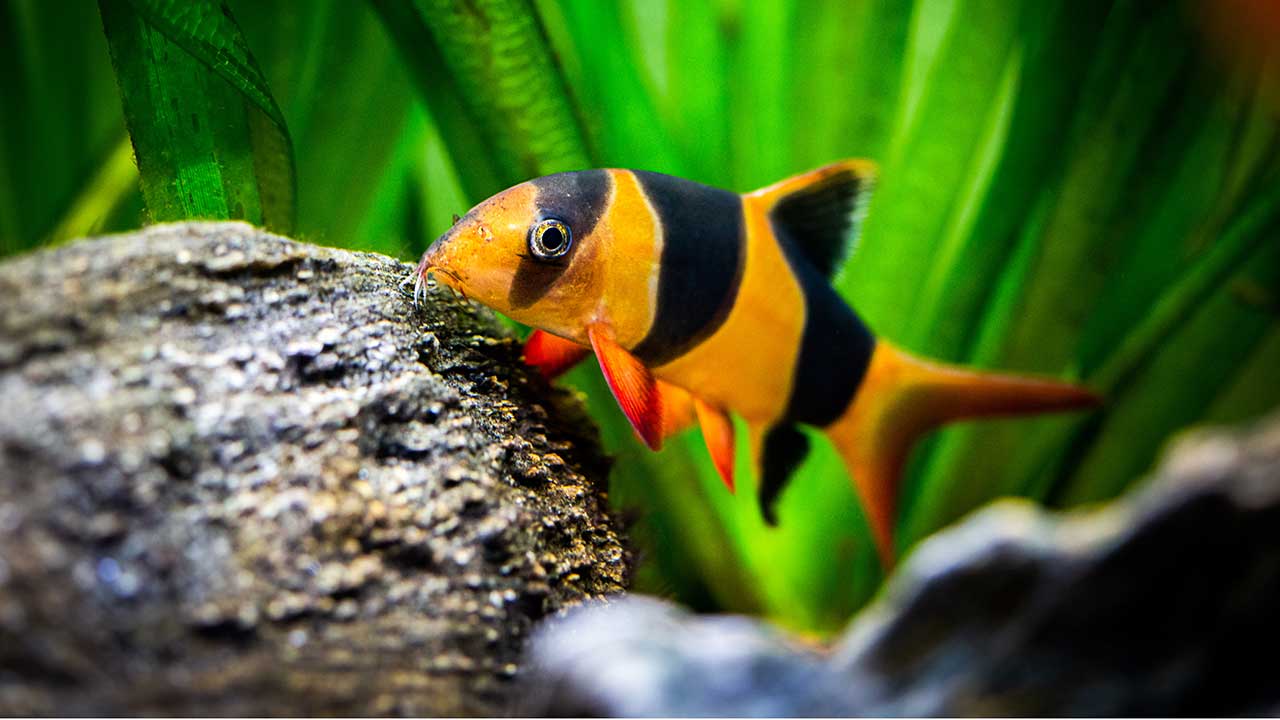 Clown Loach Freshwater Fish