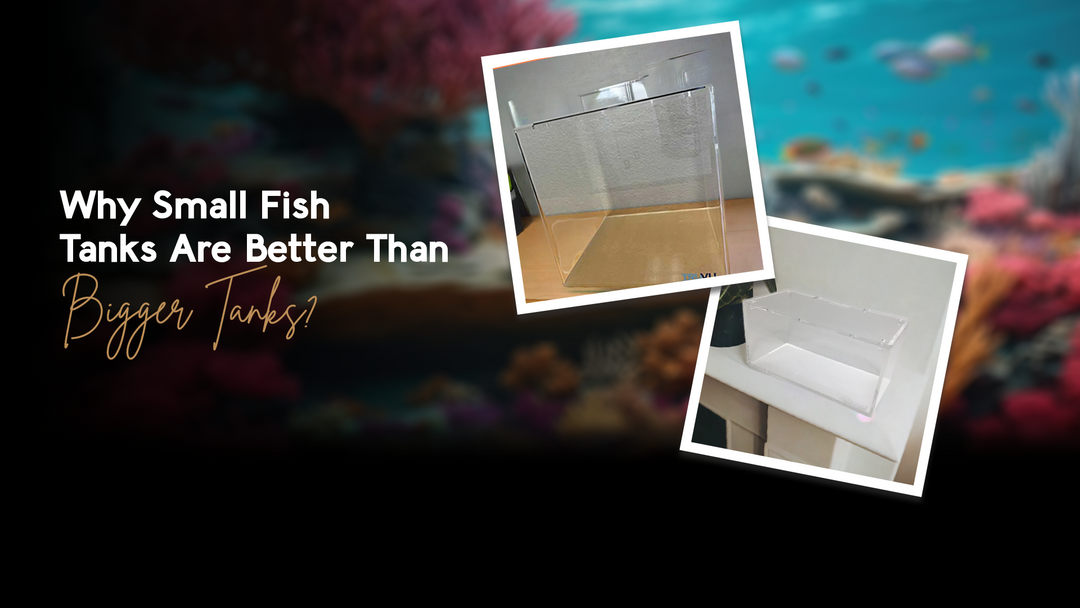 Why Small Fish Tank is More Apt Than a Bigger One?
