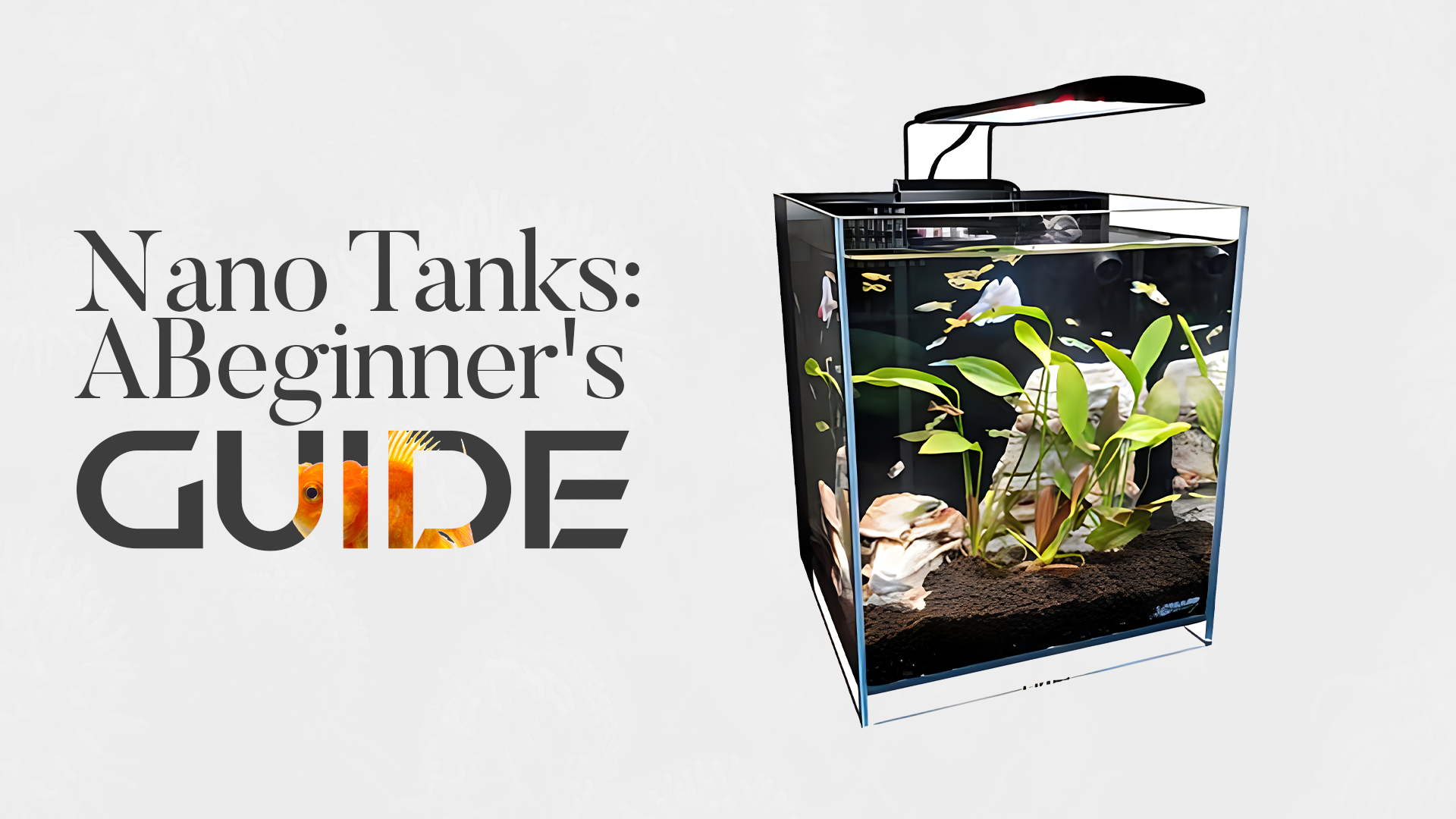Nano Tanks: A Beginner's Guide