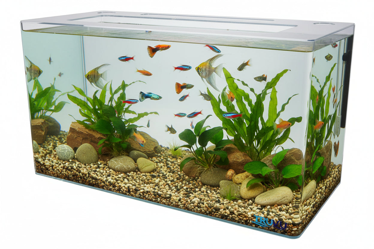 10 gallon fish tank clear back