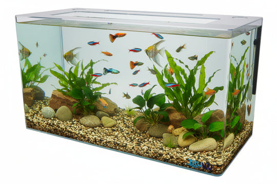 10 gallon fish tank clear back