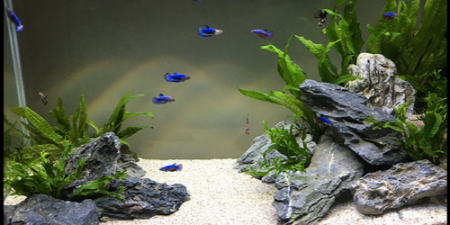 TRUVU Aquariums Acrylic Fish Tanks Since 1972