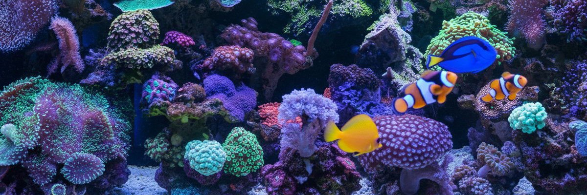 TRUVU Saltwater Fish