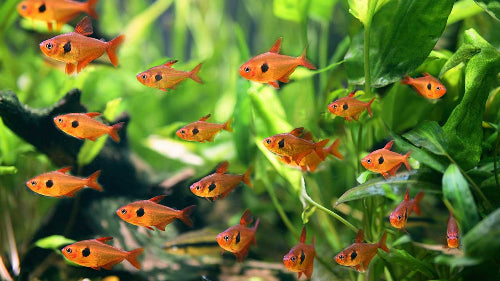 Tetra Fish Photo