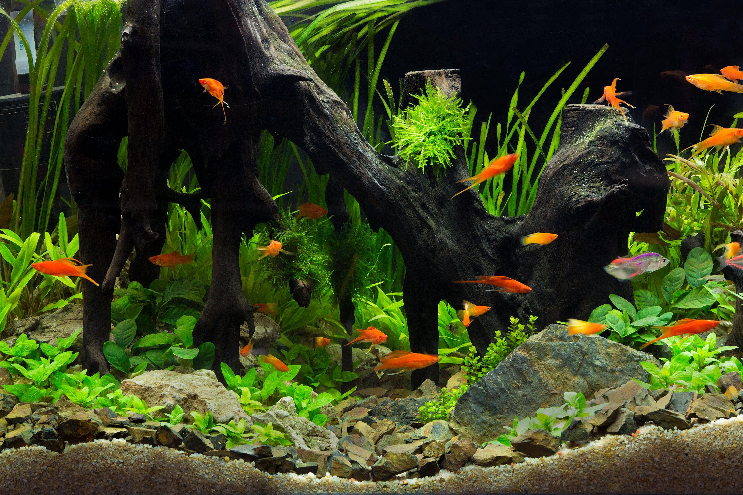 Freshwater aquariums clearance